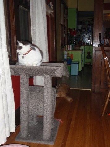 Baloo never far away from Howard