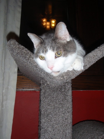 Howard Enjoying His Perch