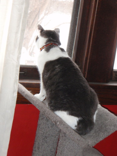 Howard Enjoying Window