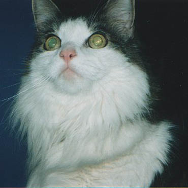 Sirbie!