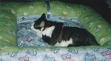 Sirbie in his giant bed