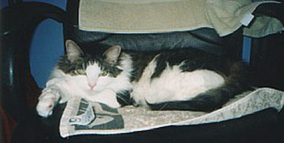 Sirbie on a chair