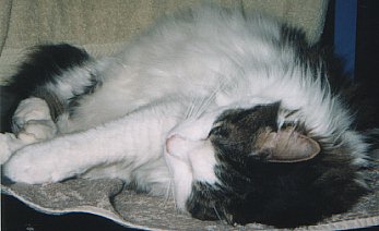 Sirbie's sleepy position