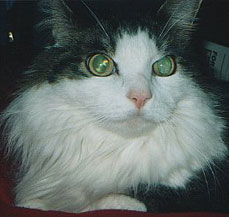 Click on the picture of Sirbie to see more pictures of him