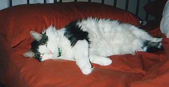 Second Bed - Too Soft