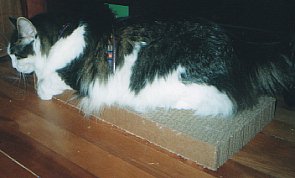 Sirbie hugging his post