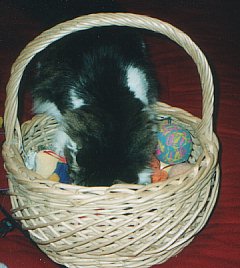 Sirbie hunting for a toy