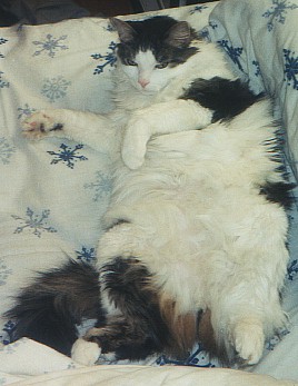 Sirbie and his tummy