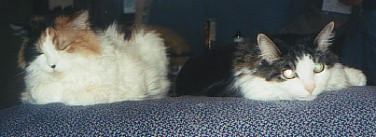 Sirbie and his friend?