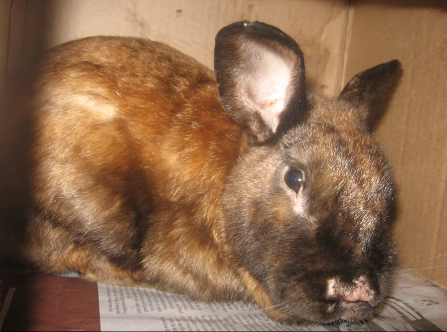 Rufus in his house