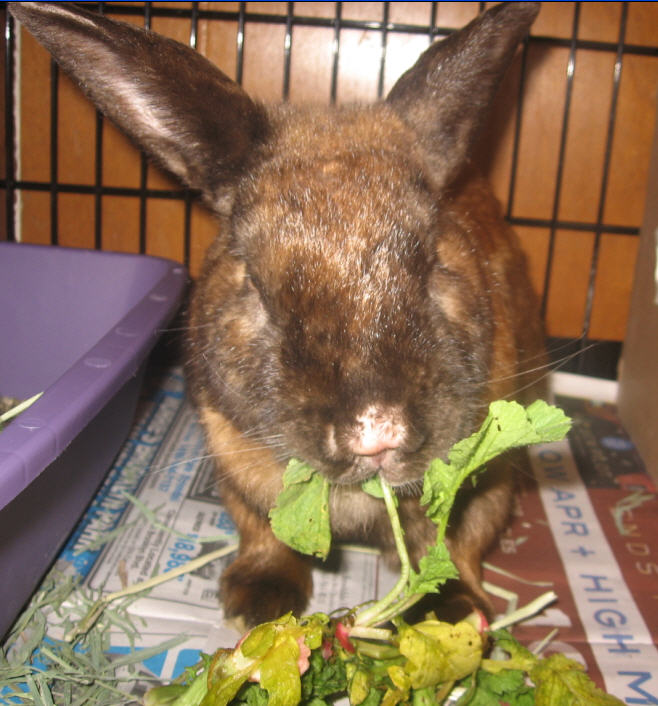 Rufus eating