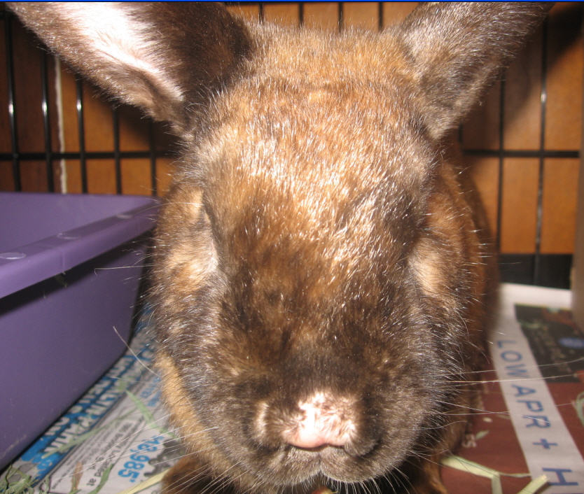 Rufus the Rabbit