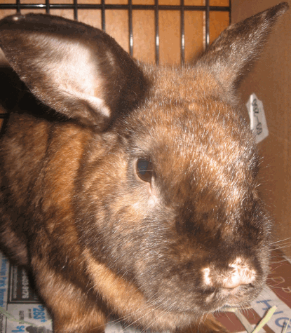 Click on this picture 
to see more pictures of Rufus the Bunny.