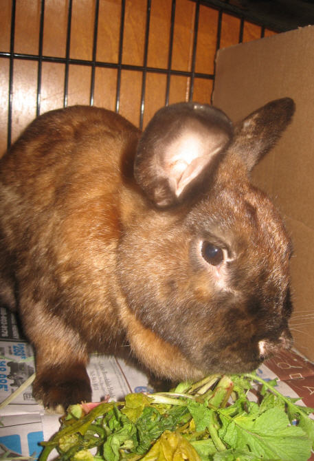 Rufus from the side