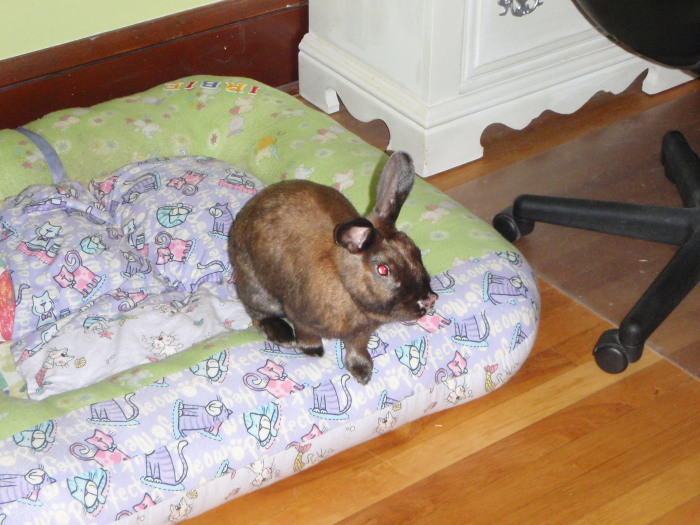 Rufus enjoying a Goldilocks moment 